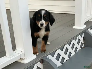 Bernese Mountain Dog dogs Akc Lory - Ad 16