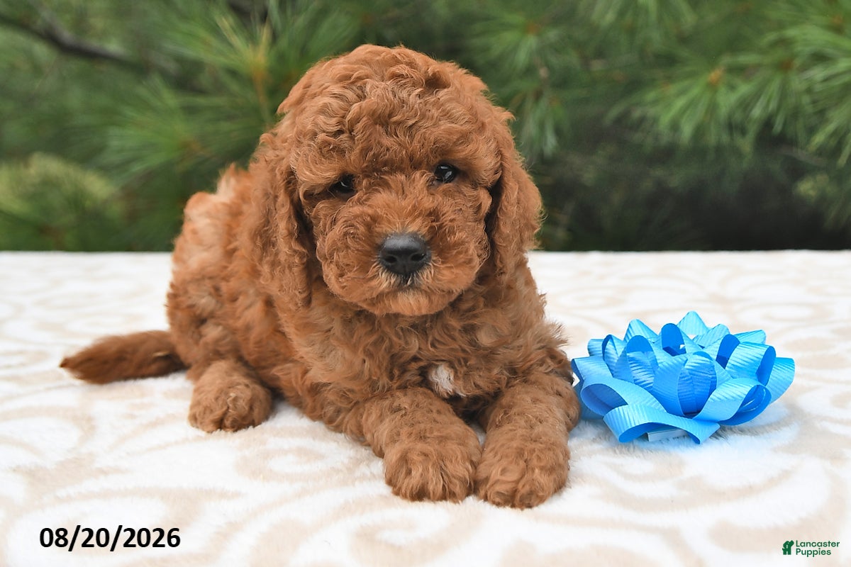 Mini Goldendoodle dogs Teddy - Ad 2