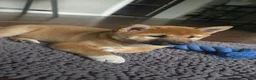 Shiba Inu dogs for sale: Shiba Inu Puppy 1 - Ad 10