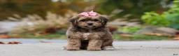 Bichpoo dogs for sale: Sadie - Ad 4