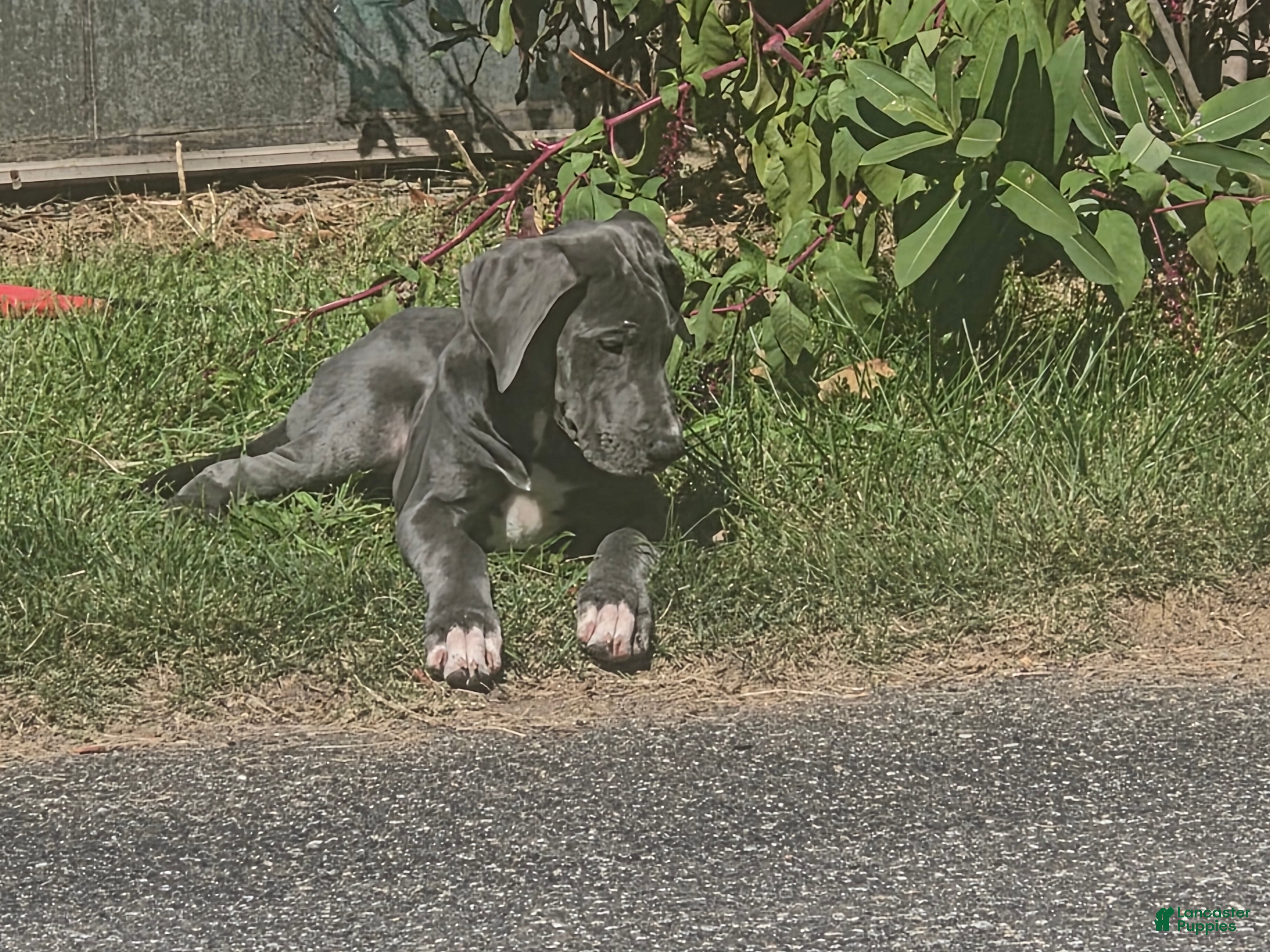 Great Dane dogs Great Dane 7 - Ad 1