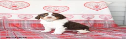 English Springer Spaniel dogs for sale: Dill Pickle - Ad 3