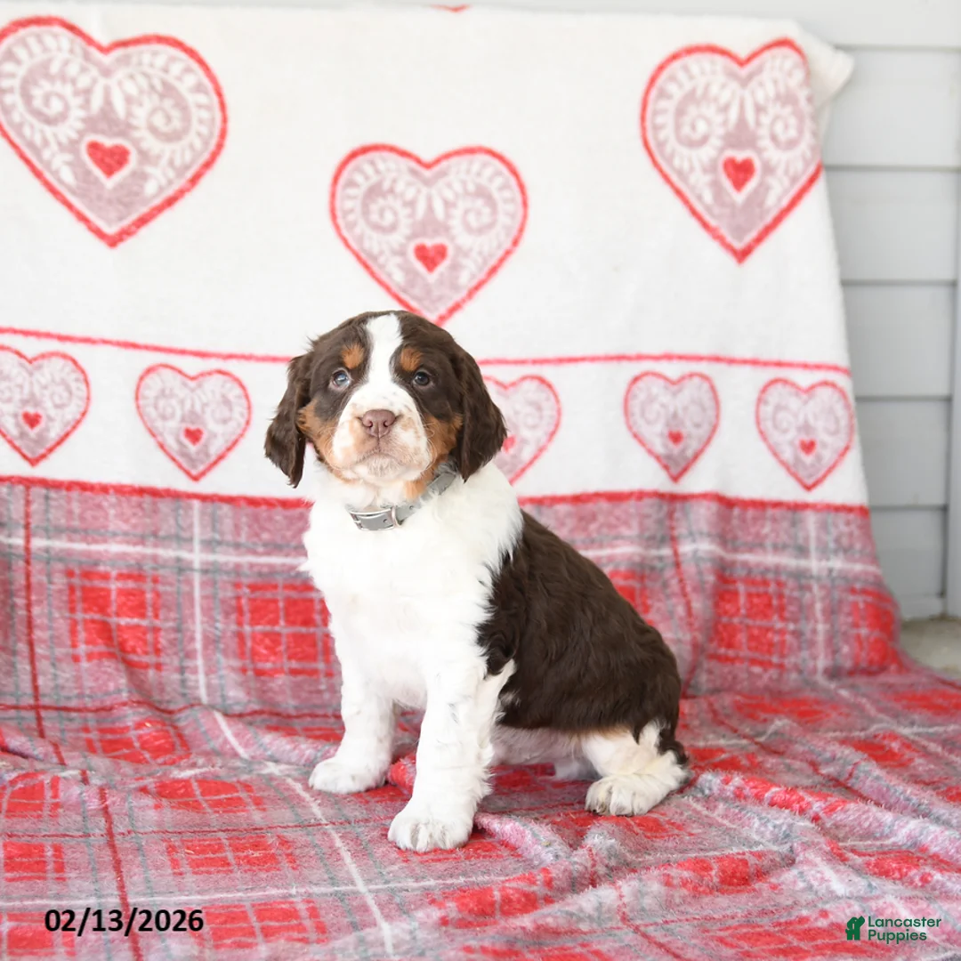 English Springer Spaniel dogs for sale: Dill Pickle - Ad 3