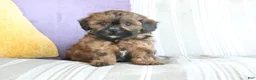 Shihpoo dogs for sale: Sally - Ad 4