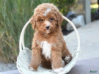 Toy Poodle dogs - Ad 17
