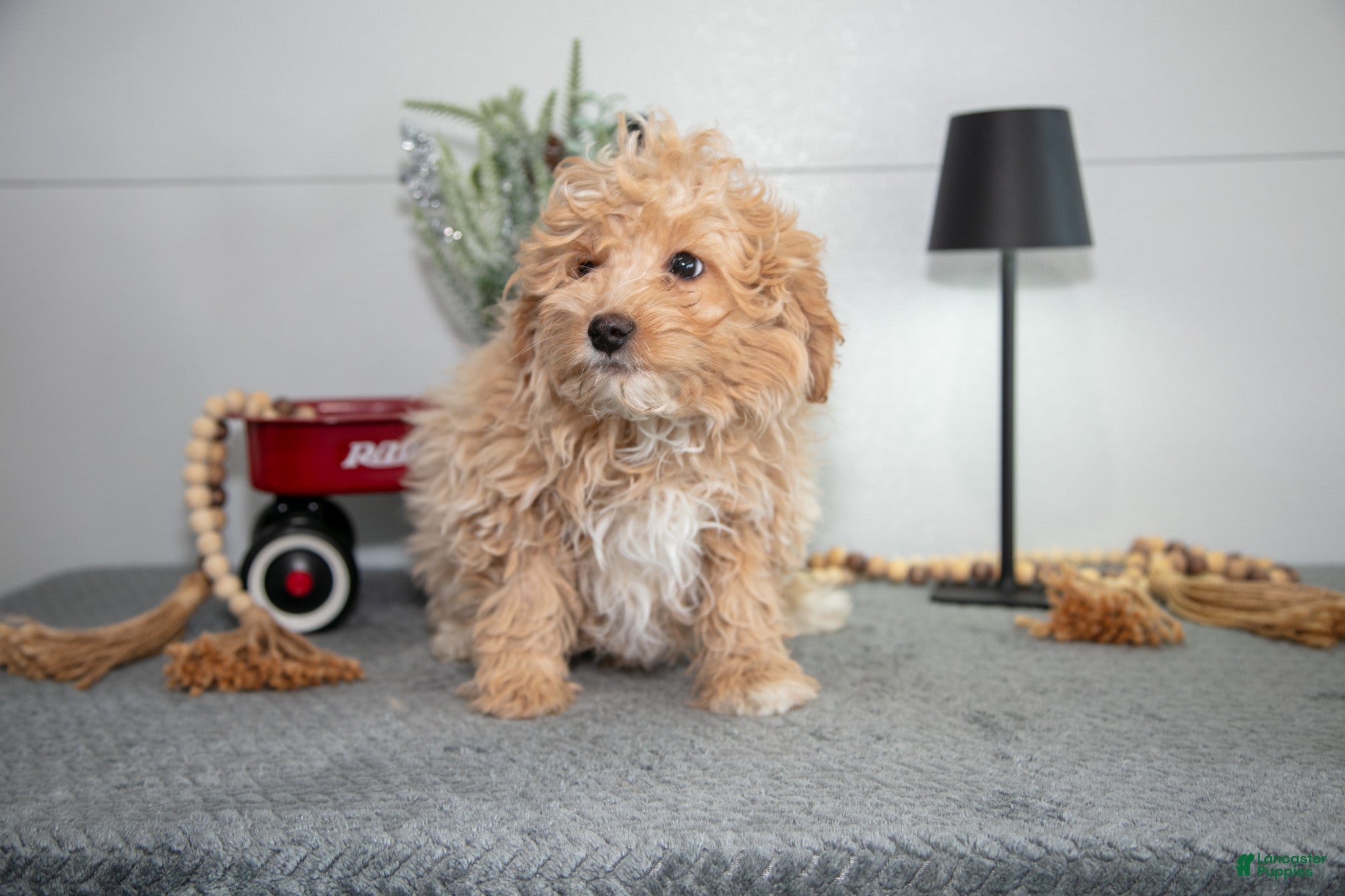 Mini Goldendoodle dogs Milo - Ad 28