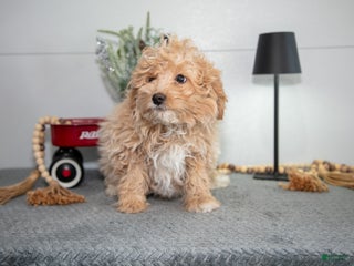 Mini Goldendoodle dogs Milo - Ad 28