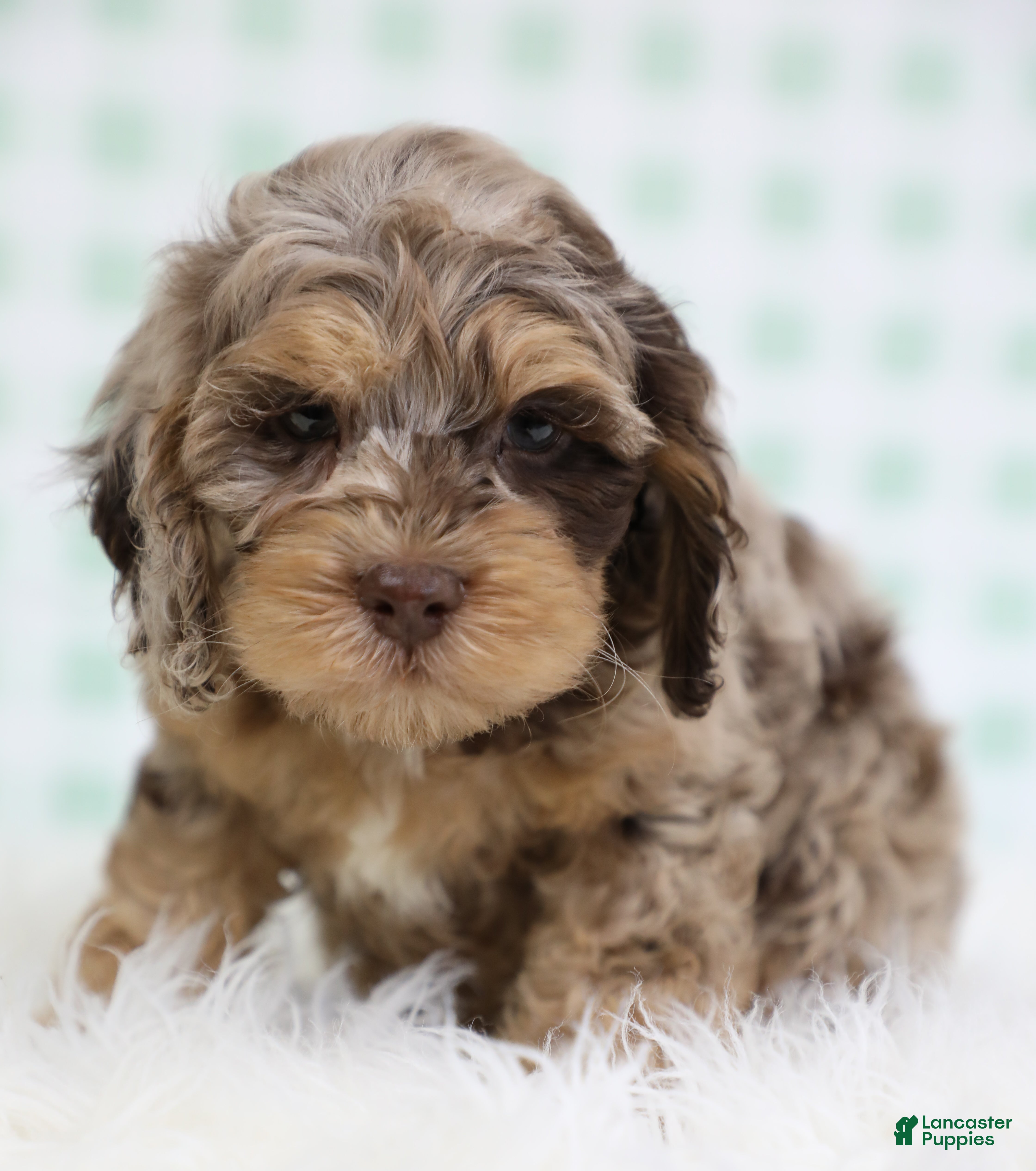 Cockapoo dogs for sale: Kai 🐬 - Ad 2