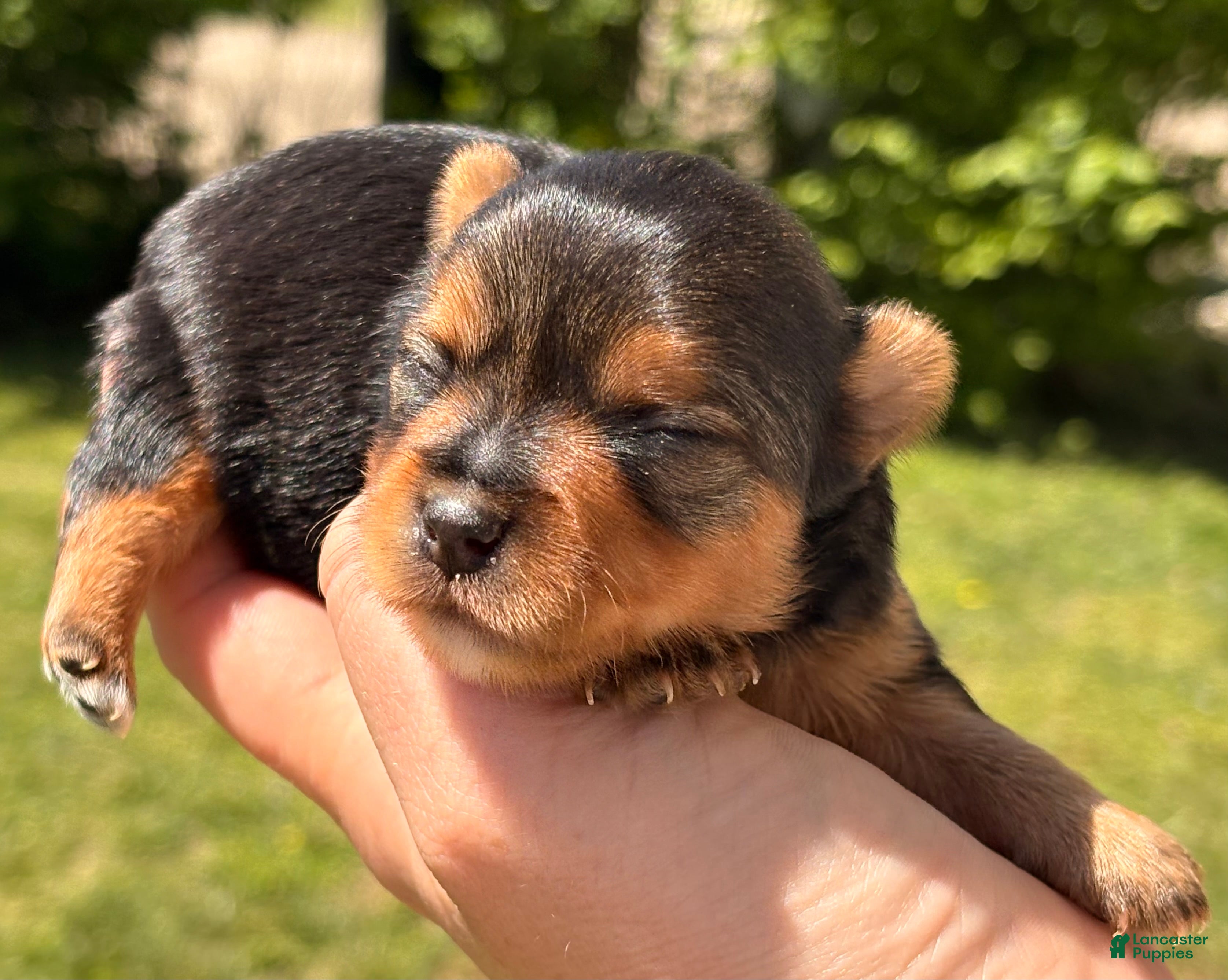 Chorkie dogs Wanda - Ad 7