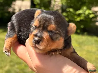 Chorkie dogs Wanda - Ad 7