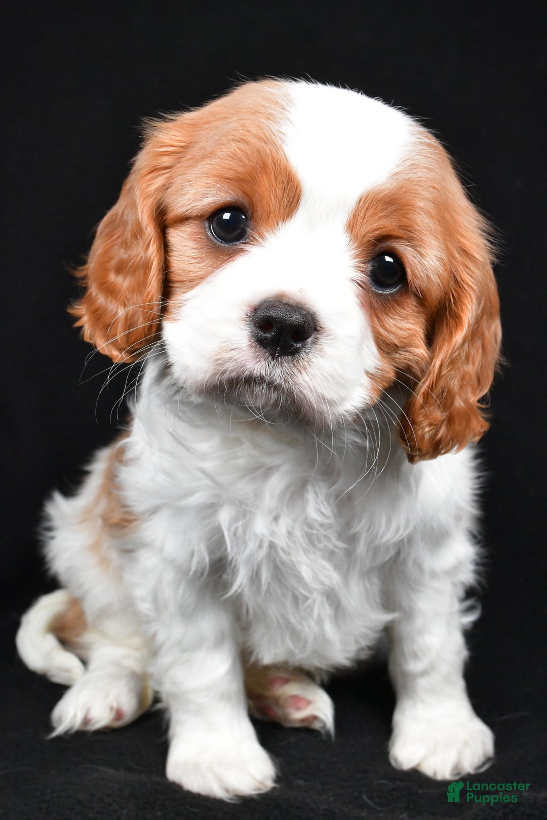 Cavalier King Charles Spaniel dogs for sale: Princess - Ad 10
