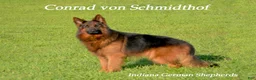 German Shepherd dogs for sale: German Shepherd 1 - Ad 5