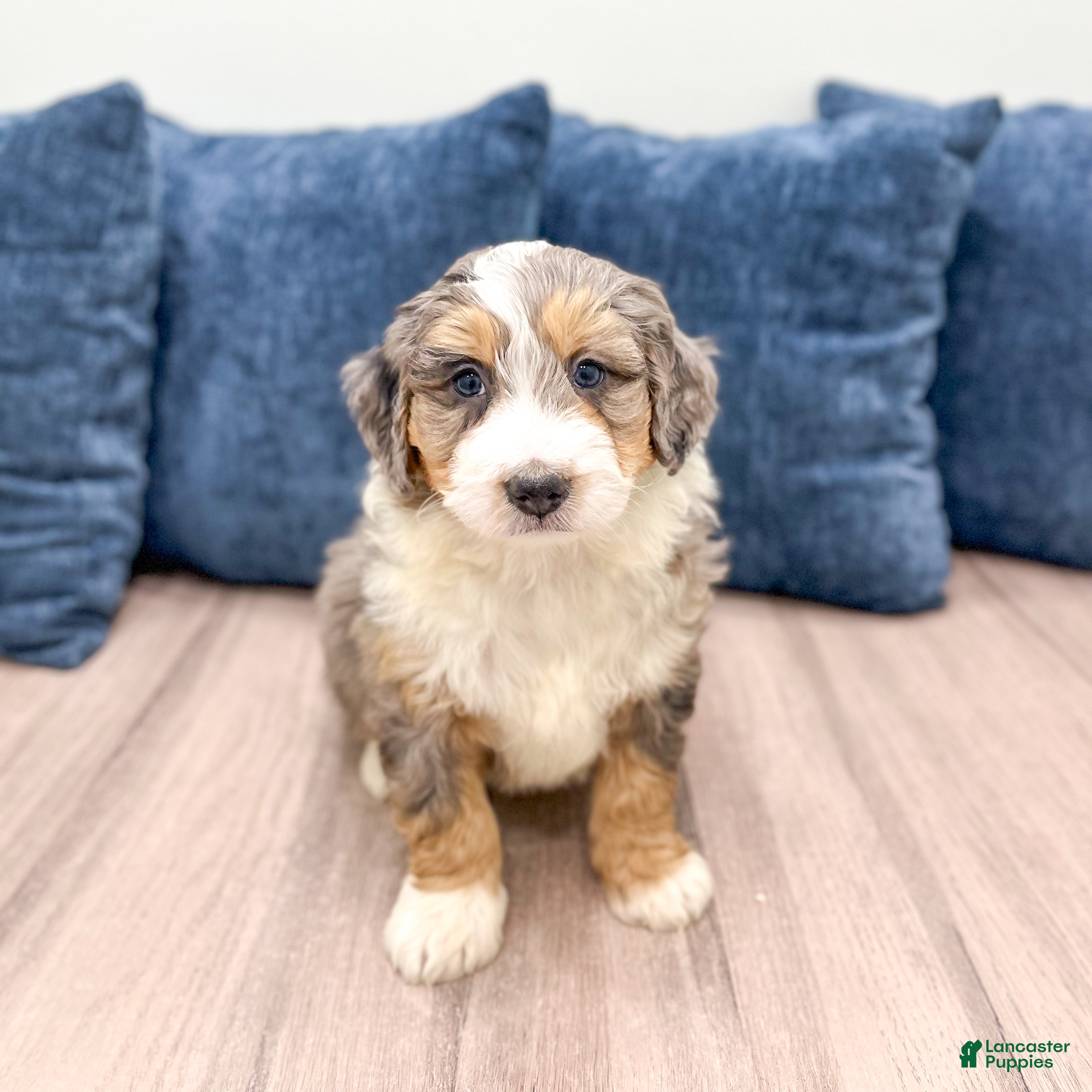 Mini Bernedoodle dogs Champ - Ad 42