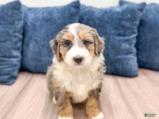 Mini Bernedoodle dogs Champ - Ad 30