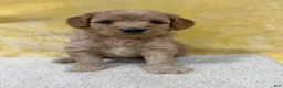 Mini Goldendoodle dogs for sale: Ginger - Ad 7