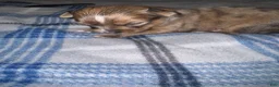 Chihuahua dogs for sale: Chihuahua 4 ready to go tomorrow  - Ad 12