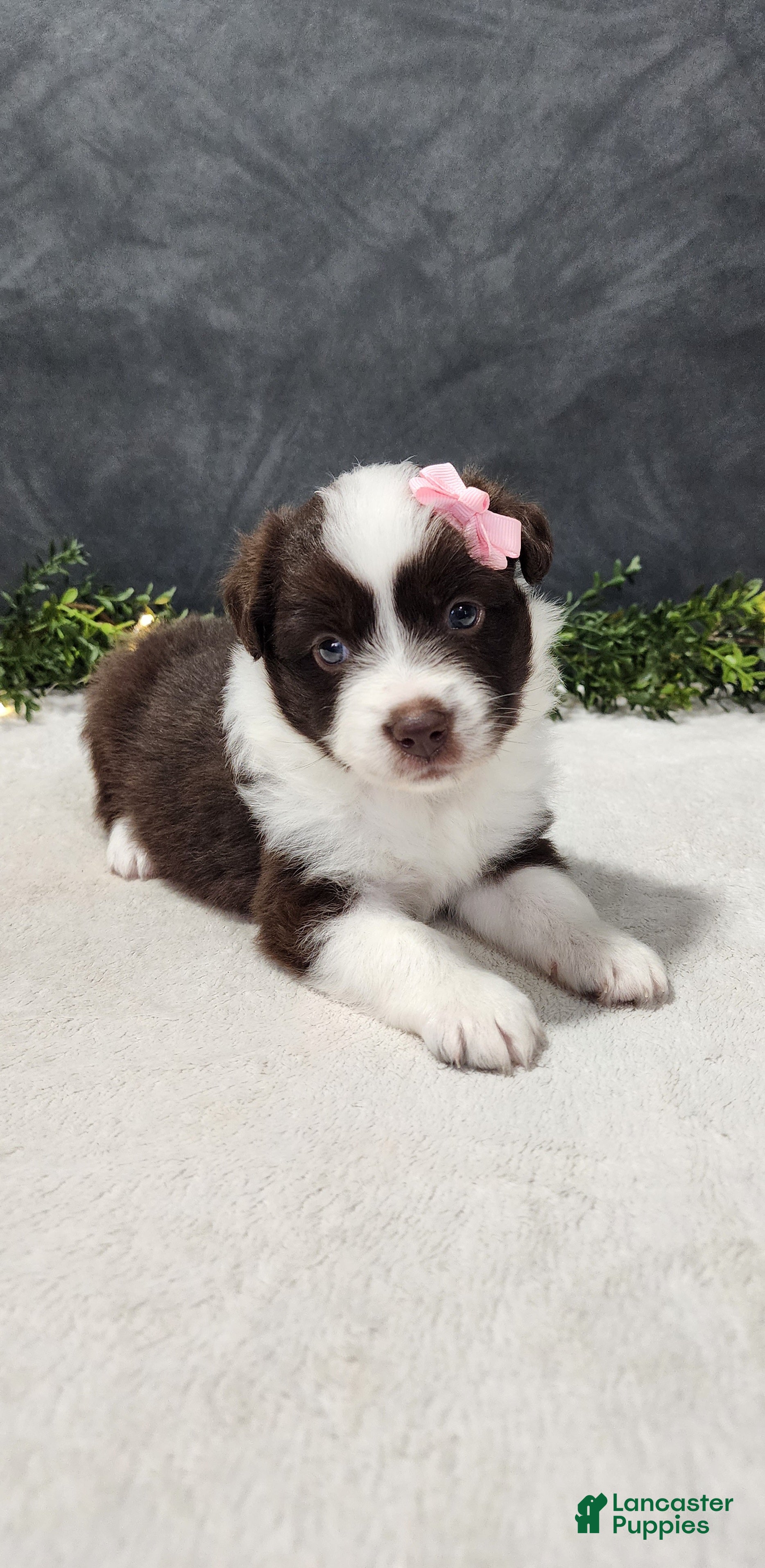 Miniature Australian Shepherd dogs Avery - Ad 1