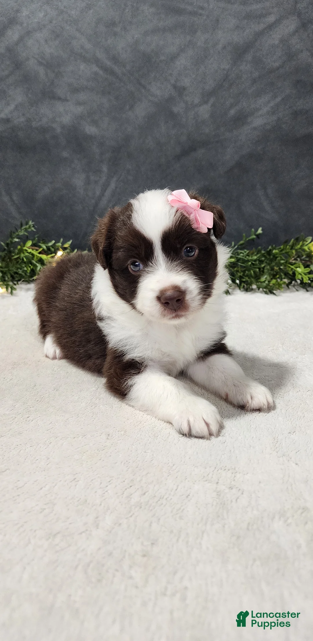 Miniature Australian Shepherd dogs for sale: Avery - Ad 1