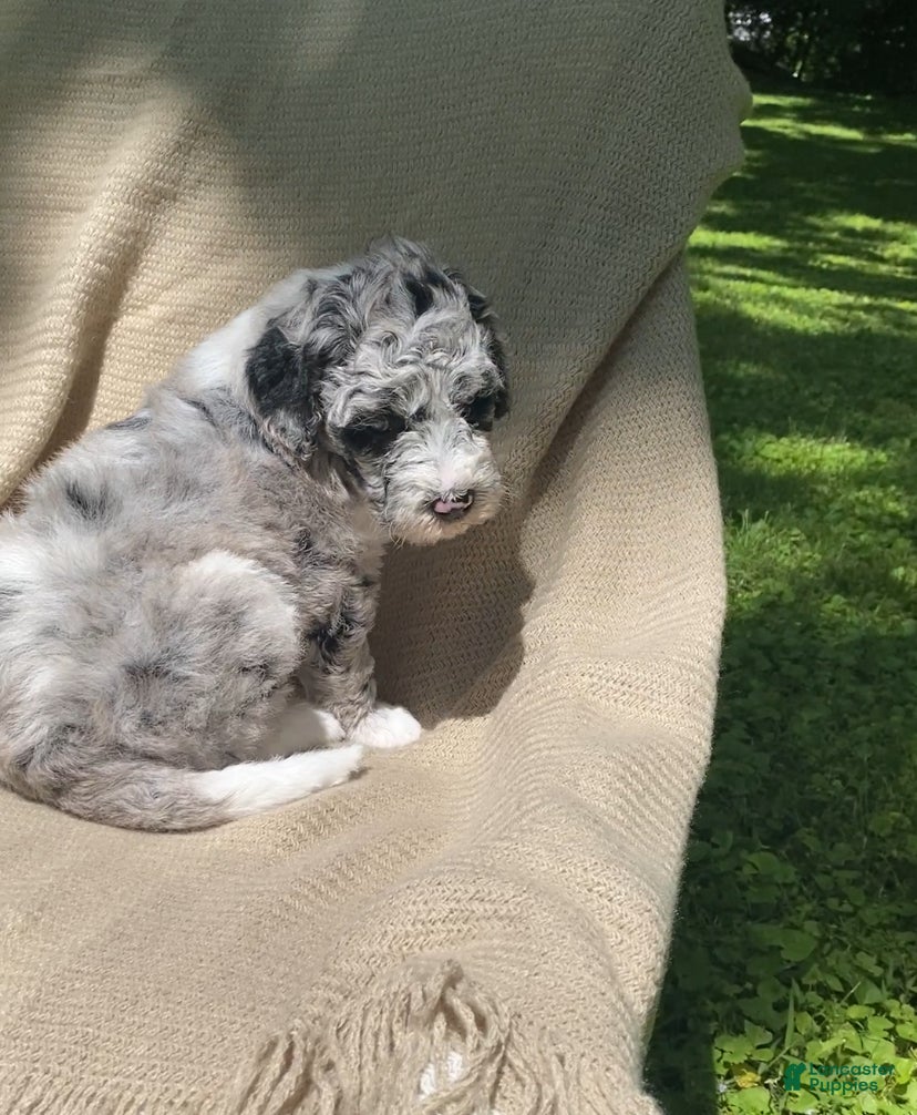 Mixed Breed dogs Danish - Ad 2