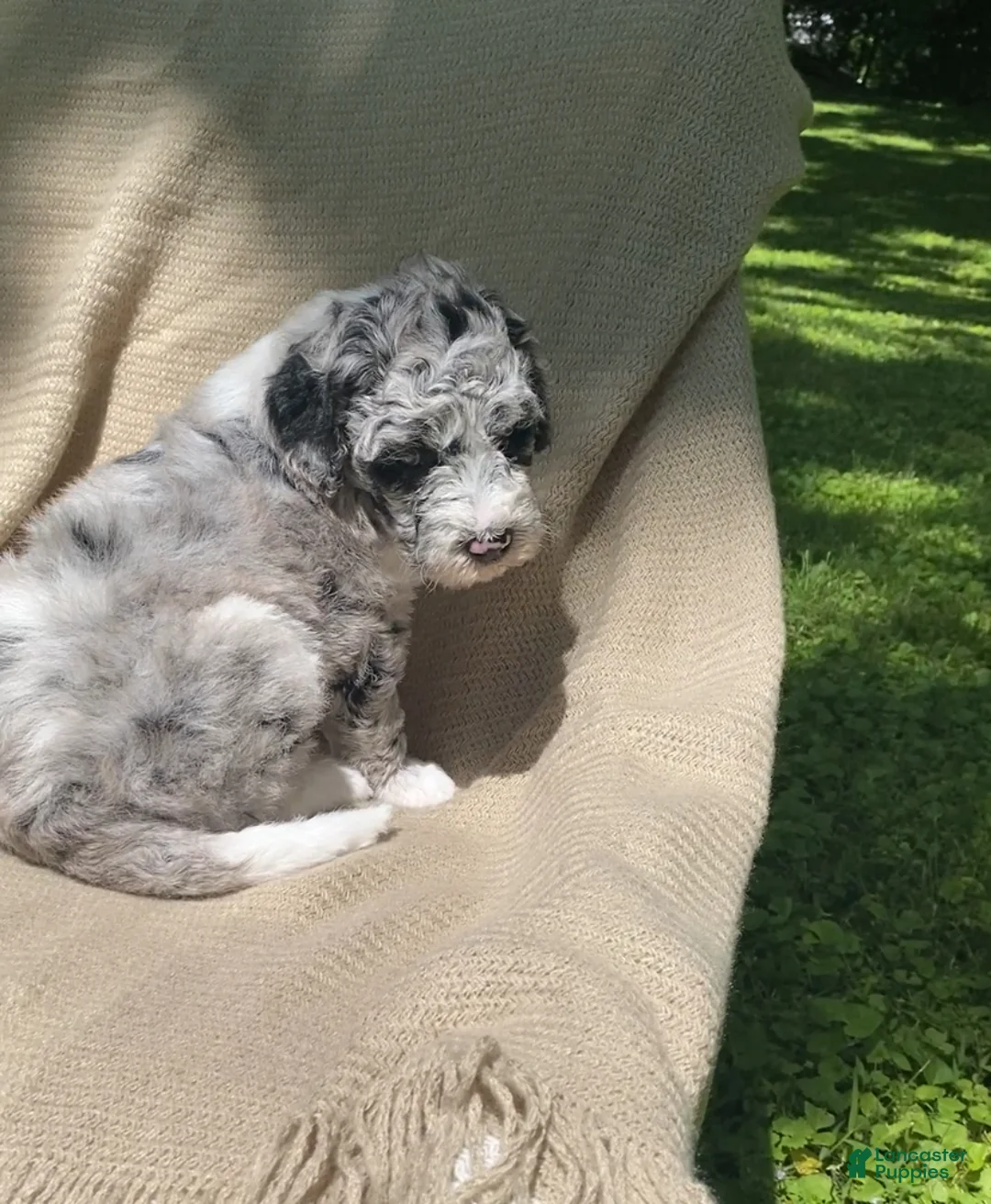 Mixed Breed dogs for sale: Danish - Ad 2