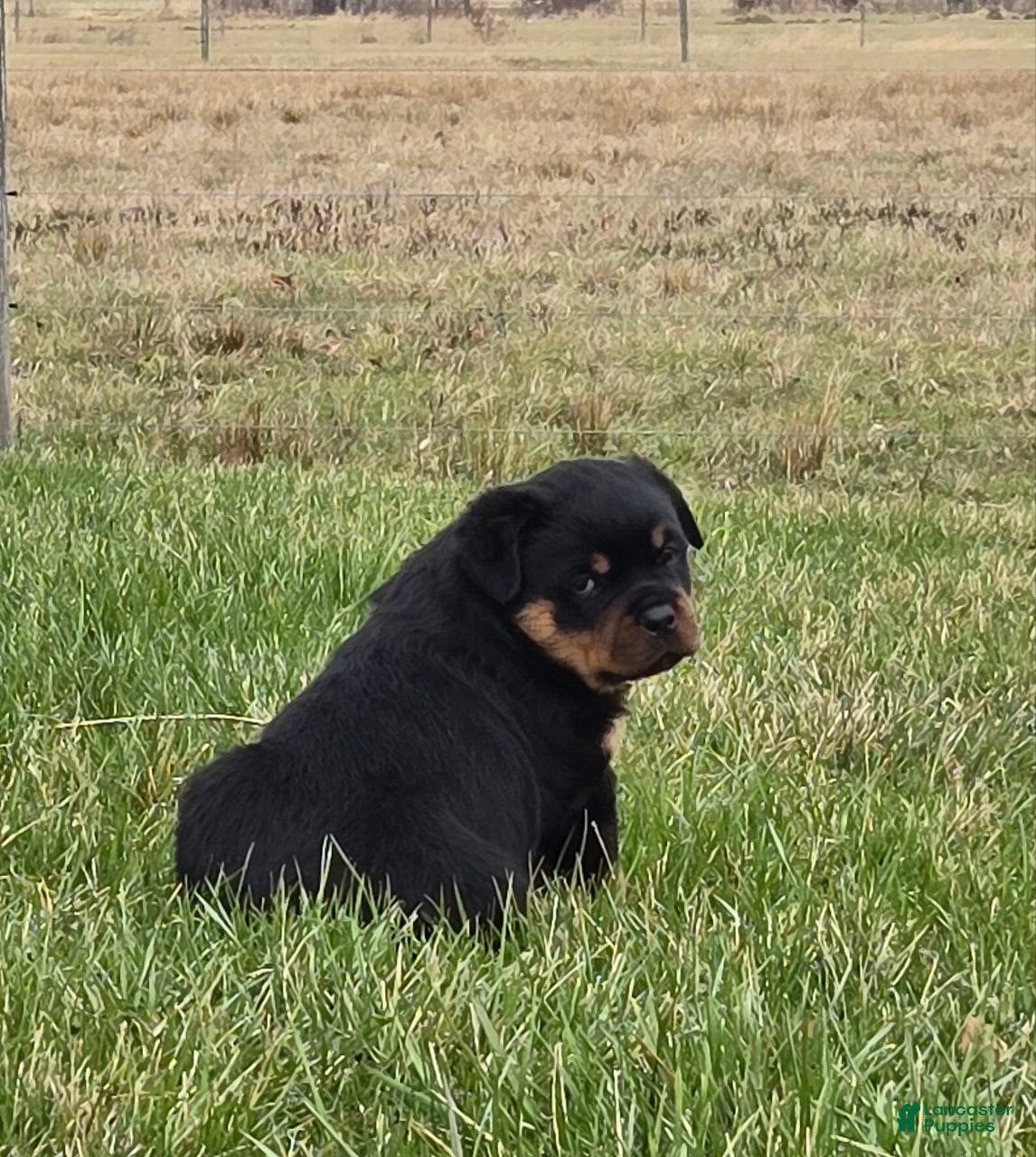 Rottweiler dogs Mr Buster - Ad 2