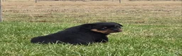Rottweiler dogs for sale: Mr Buster - Ad 2