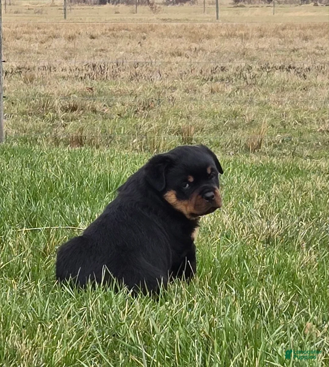 Rottweiler dogs for sale: Mr Buster - Ad 2
