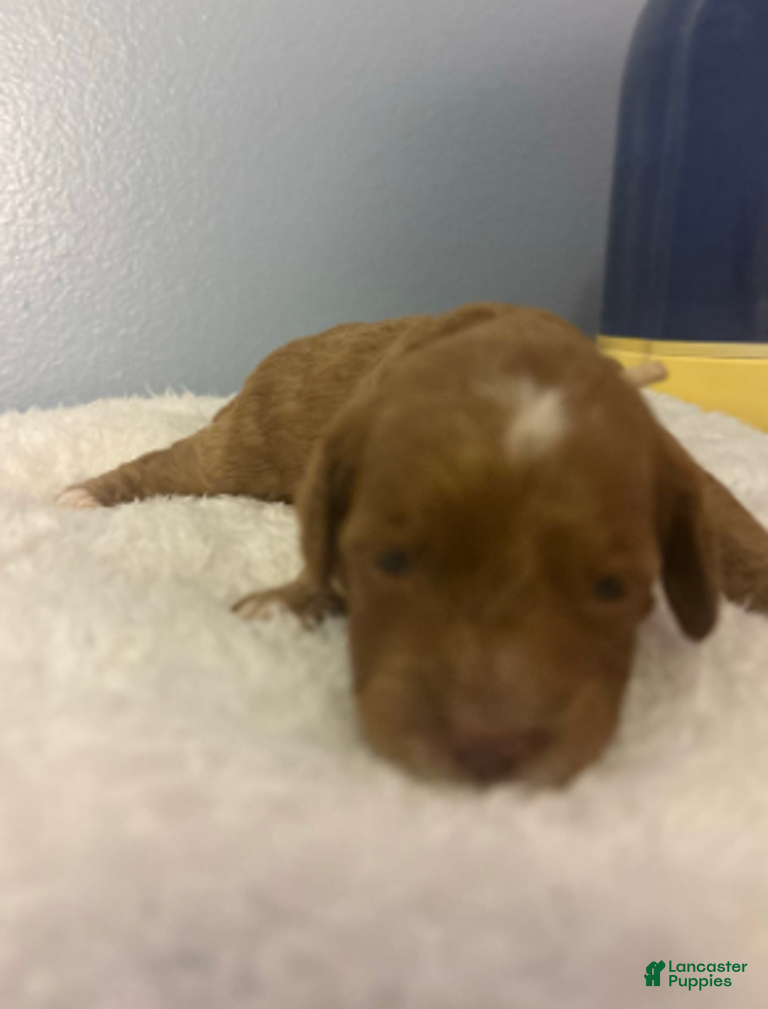 Cavapoo dogs for sale: Tinsel - Ad 3