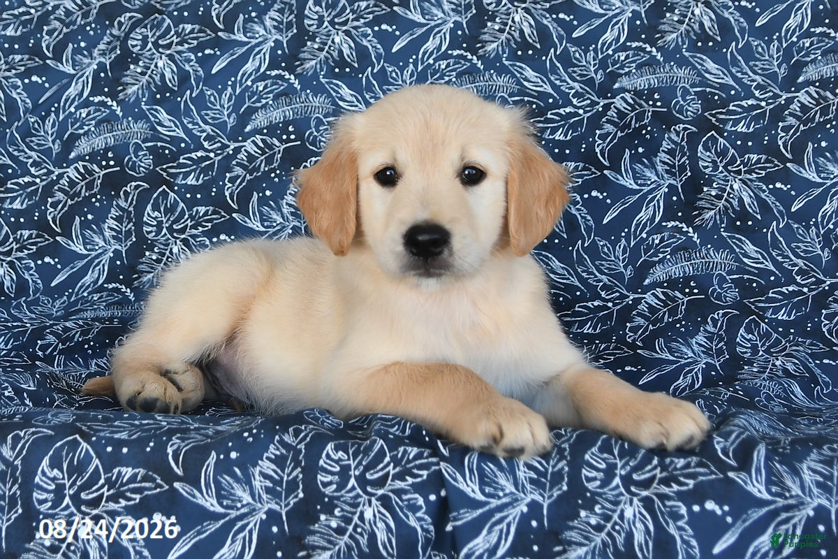 Golden Retriever dogs Sarge - Ad 2