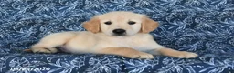 Golden Retriever dogs for sale: Sarge - Ad 2