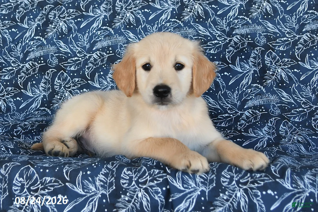 Golden Retriever dogs for sale: Sarge - Ad 2