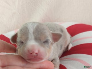 Chihuahua dogs Pixel - Ad 24