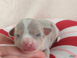 Chihuahua dogs Pixel - Ad 27