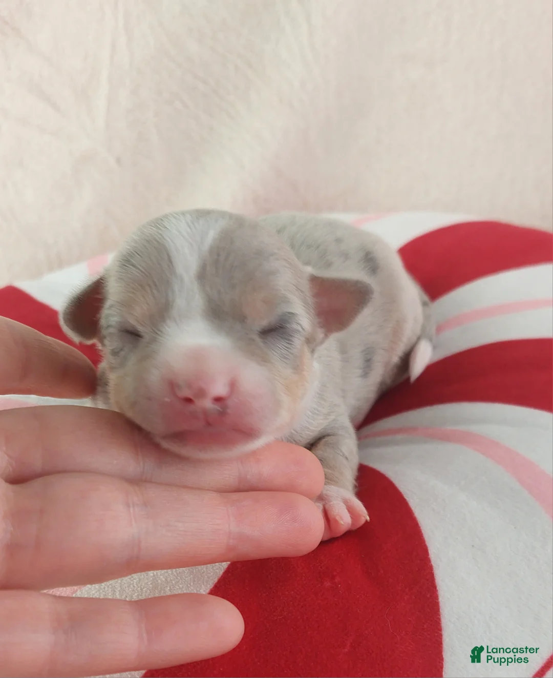 Chihuahua dogs for sale: Pixel - Ad 1