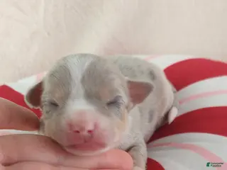 Chihuahua dogs Pixel - Ad 21