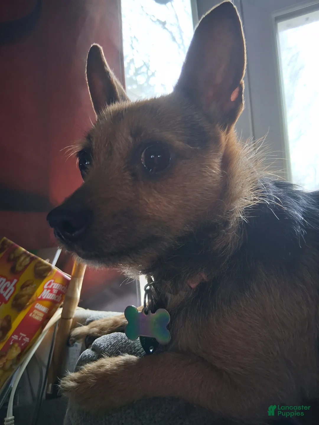 Chorkie dogs for sale: Chorkie - Ad 2