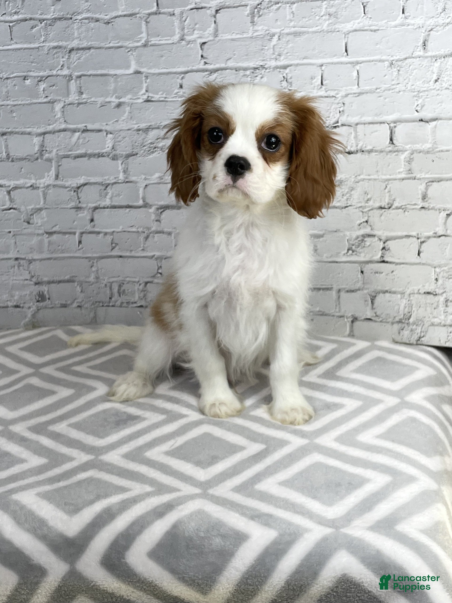 Cavalier King Charles Spaniel dogs Benji - Ad 2