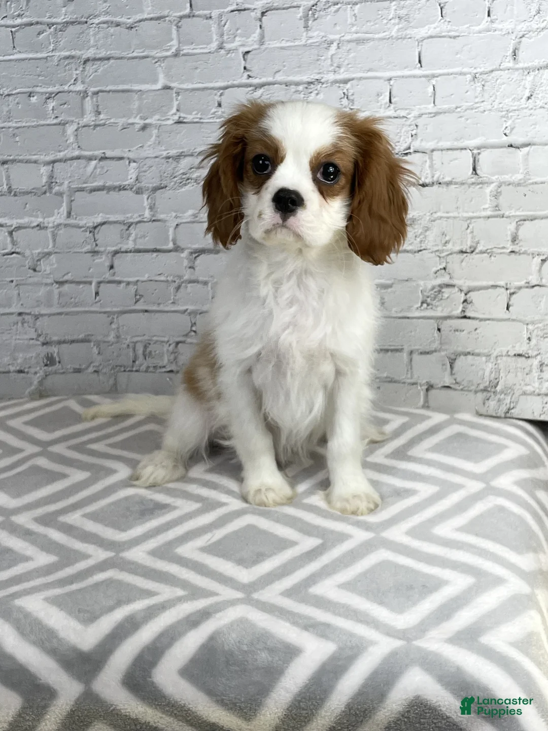 Cavalier King Charles Spaniel dogs for sale: Benji - Ad 2