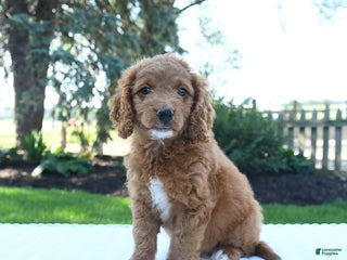 Mini Goldendoodle dogs - Ad 42