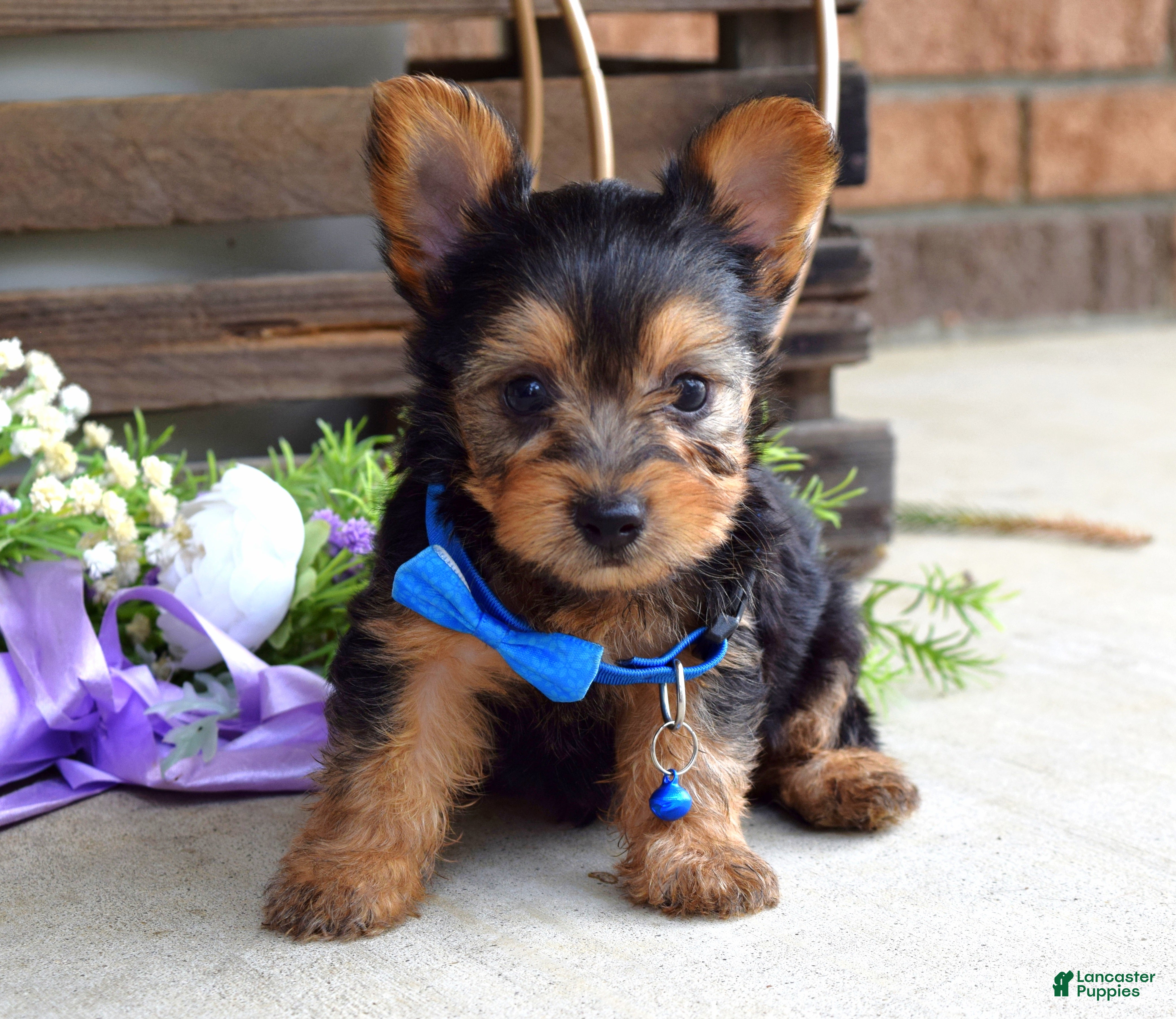 Yorkshire Terrier dogs Archie - Ad 2