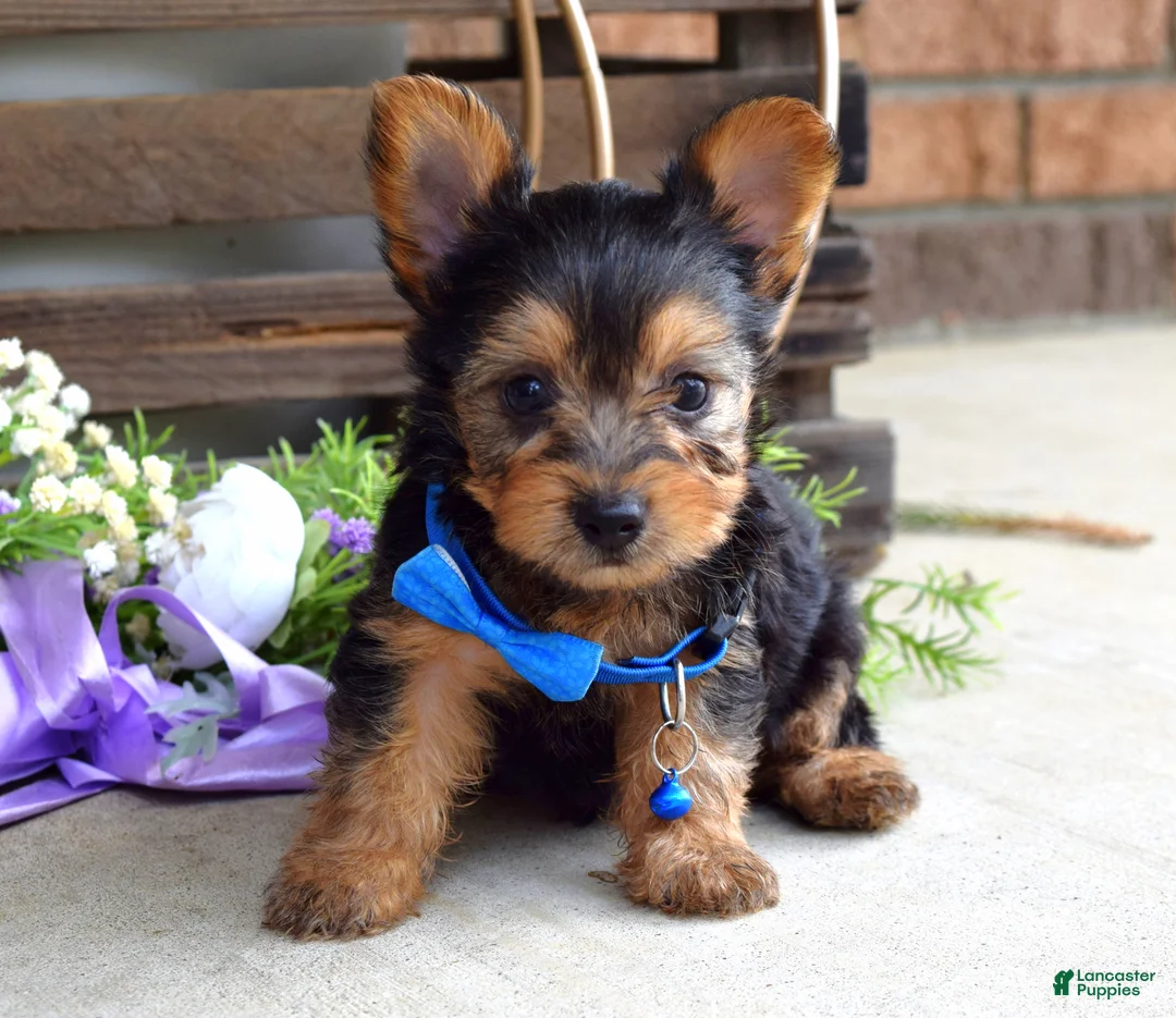 Yorkshire Terrier dogs for sale: Archie - Ad 2
