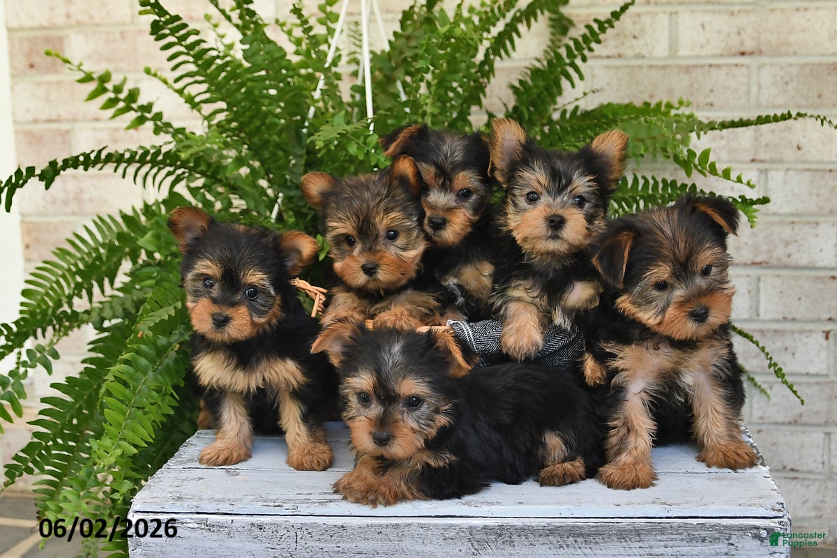 Yorkshire Terrier dogs for sale: Muffin - Ad 3