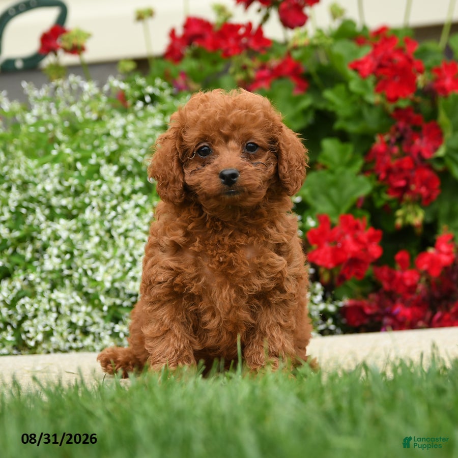 Cavapoo dogs Princess Fifi - Ad 1