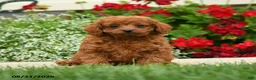Cavapoo dogs for sale: Princess Fifi - Ad 1