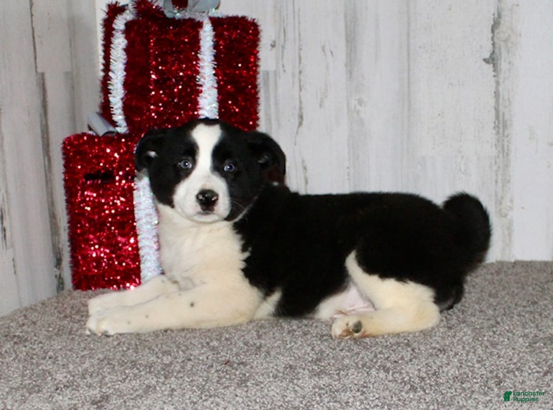 Mini Aussiedoodle dogs for sale: Mr. Ho Ho - Ad 7