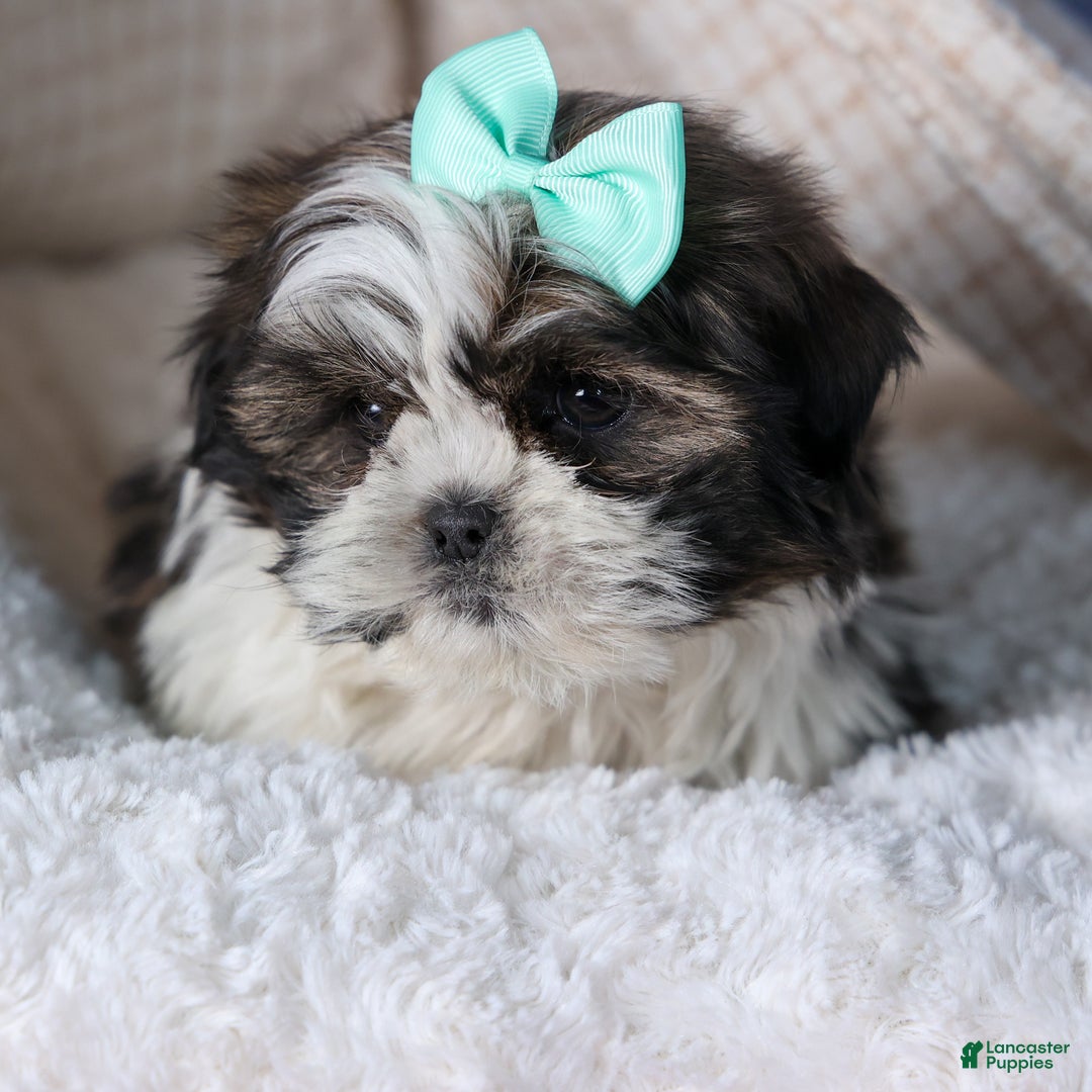 Shih Tzu dogs for sale: MERLE - Ad 4