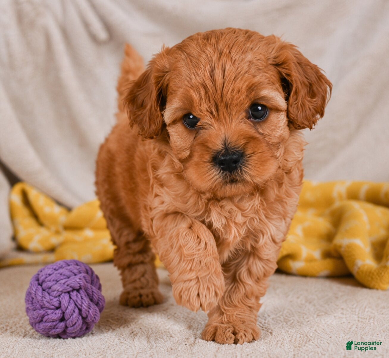 Cavapoo dogs Mila - Ad 1