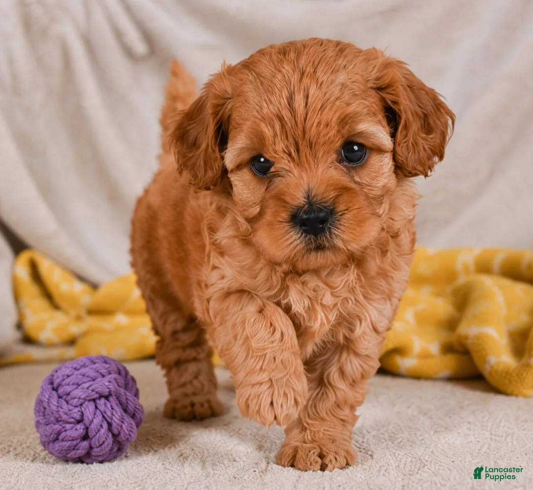 Cavapoo dogs for sale: Mila - Ad 1