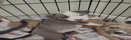 American Pit Bull Terrier dogs for sale: American Pit Bull Terrier Puppy 1 - Ad 5