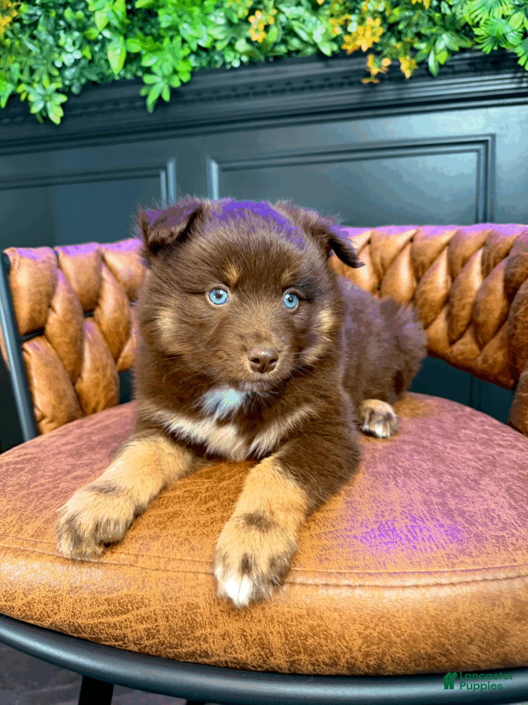 Pomsky dogs for sale: Theo - Ad 1